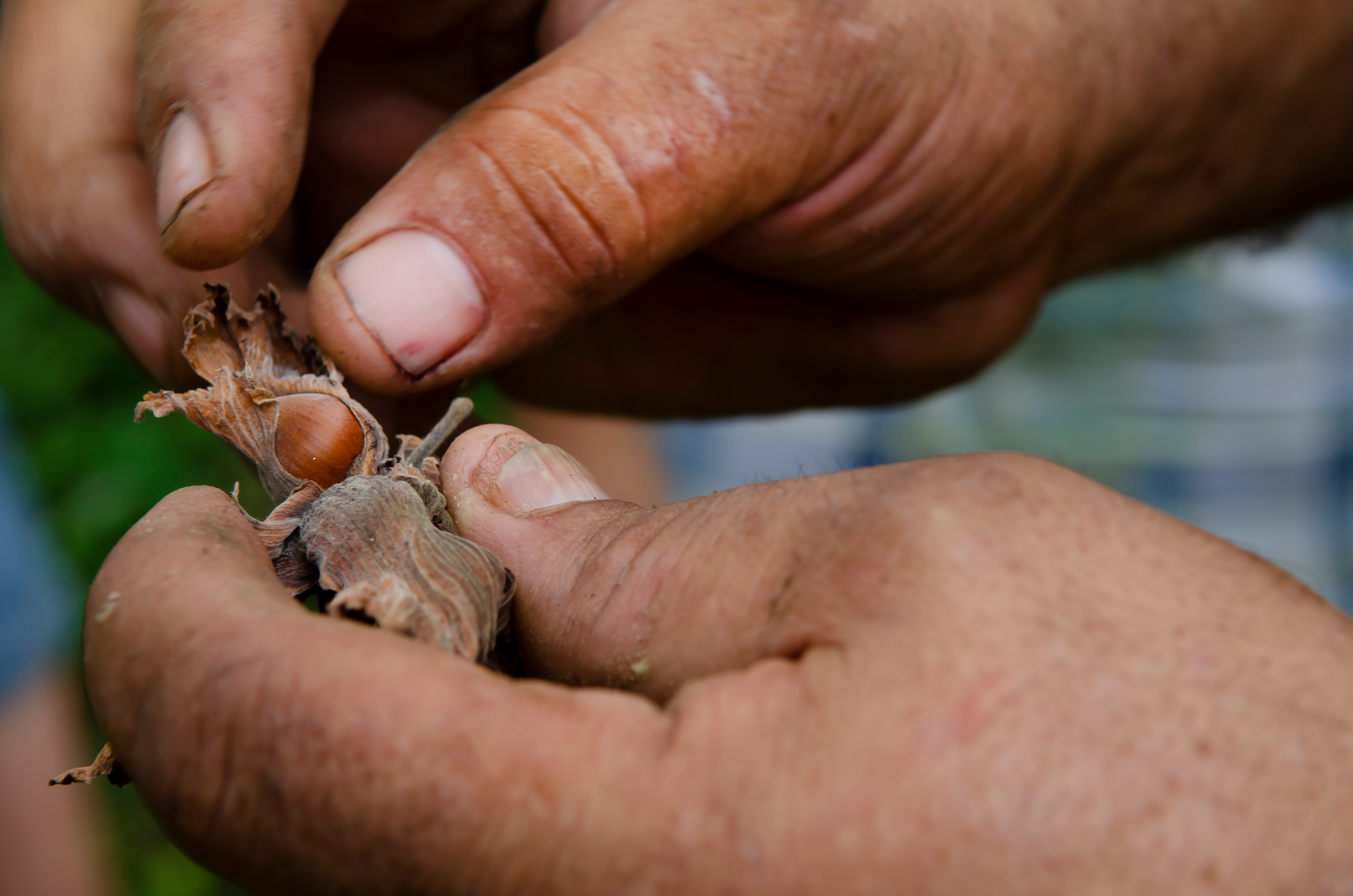 Giresun, Turkey. September 7th 2014A local Turkish farmer holding a hazelnut and husk on his farm near the Black Sea in Turkey