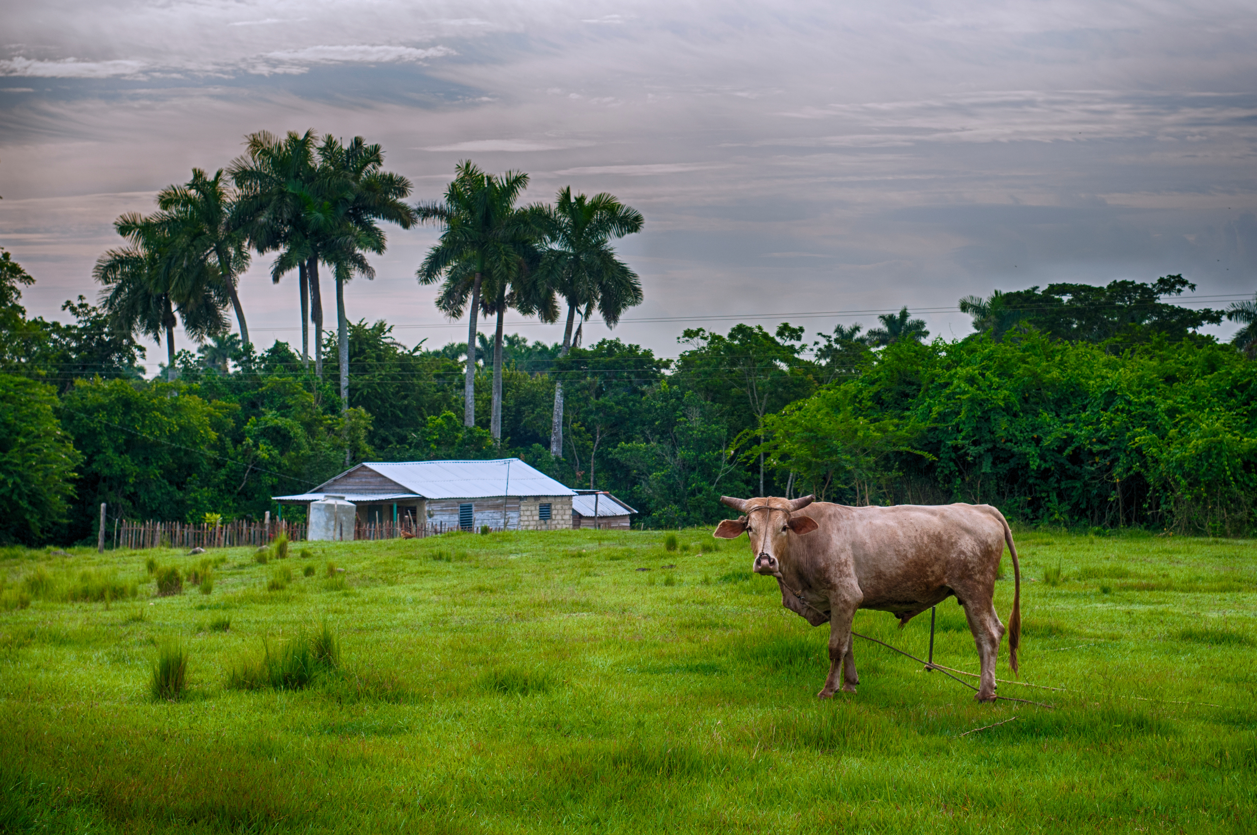 Cuban countryside landscape with cattle and hut, taken in Pinar del Rio, Cuba