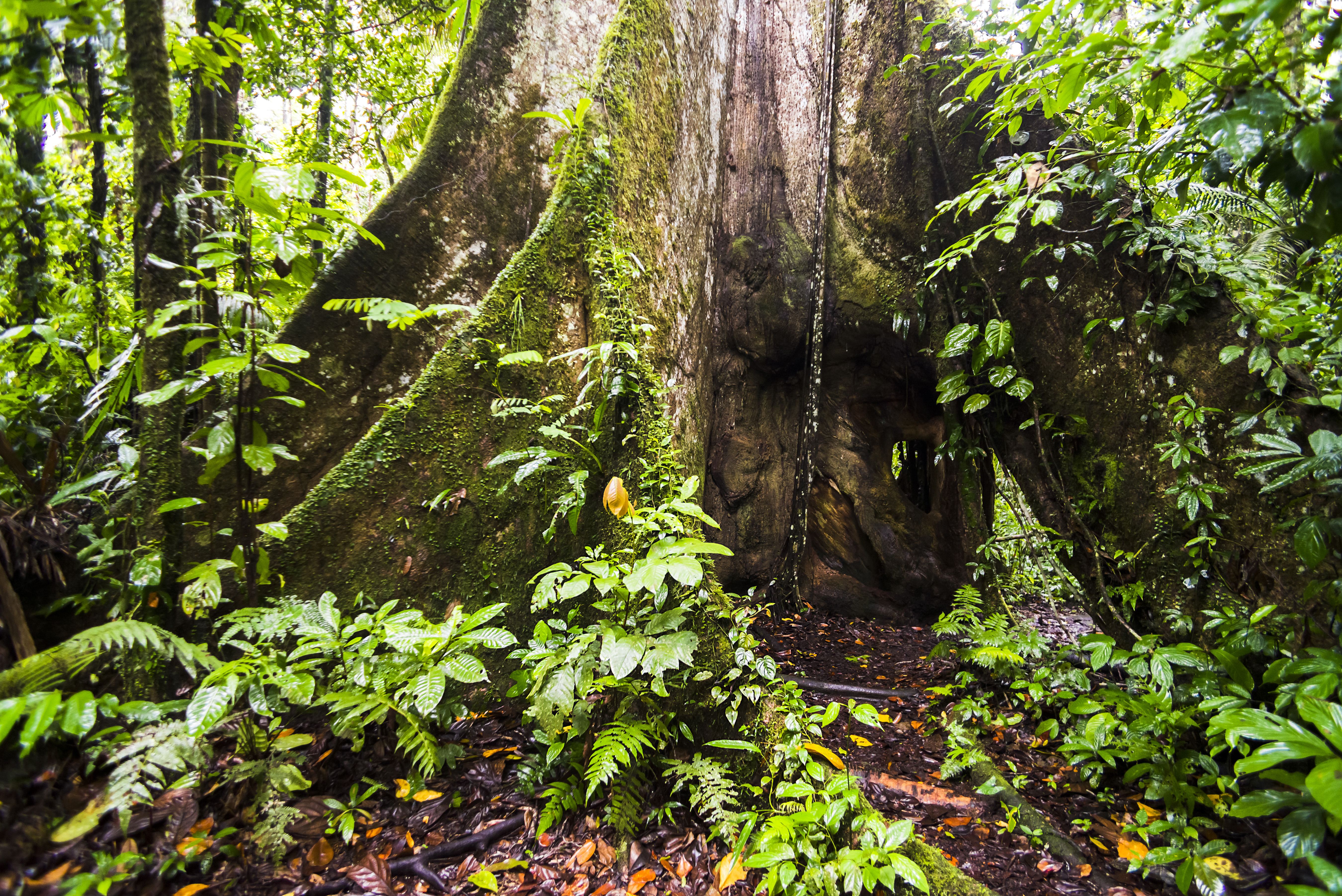 Large Kaypok tree in the Amazon Rainforest, Coca, Ecuador, South America