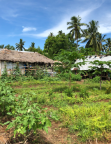 Pacific SIDS